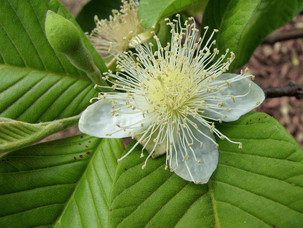 Toutes nos Plantes