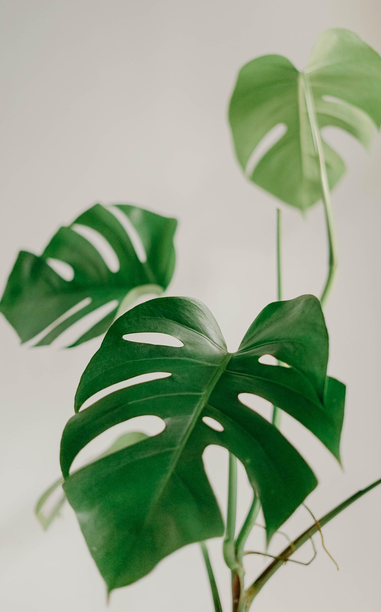 Focus feuille Monstera Deliciosa Pertus de Rouge Pivoine Fleuriste Caen