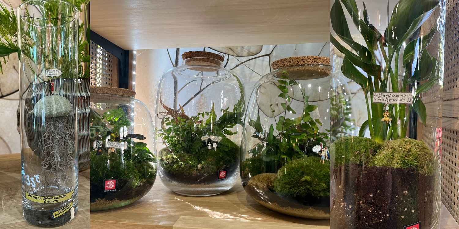 Nos Terrariums