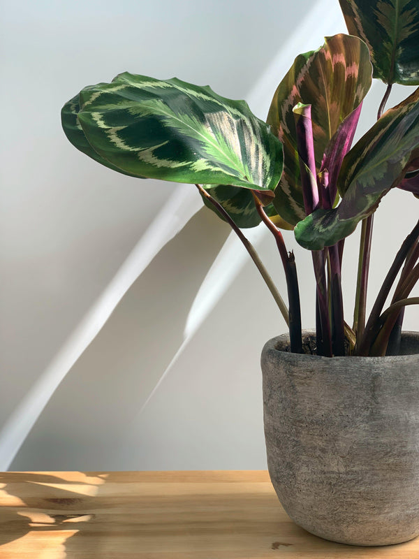 Calathea Beautystar de Rouge Pivoine Fleuriste Caen