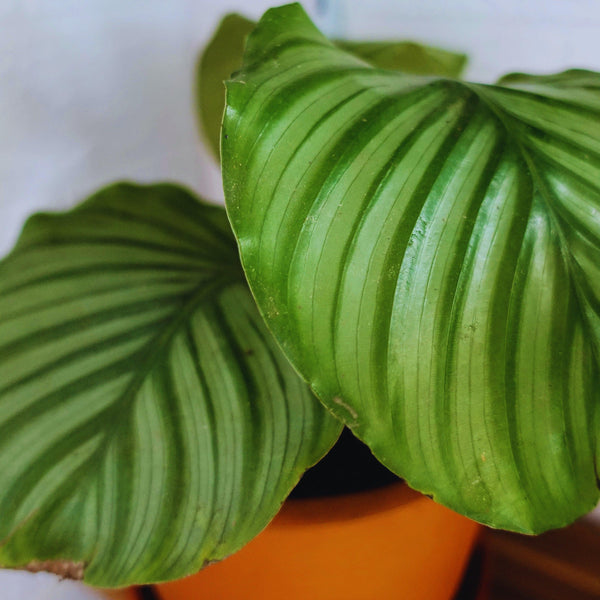 Calathea orbifolia - Rouge pivoine Fleuriste Caen