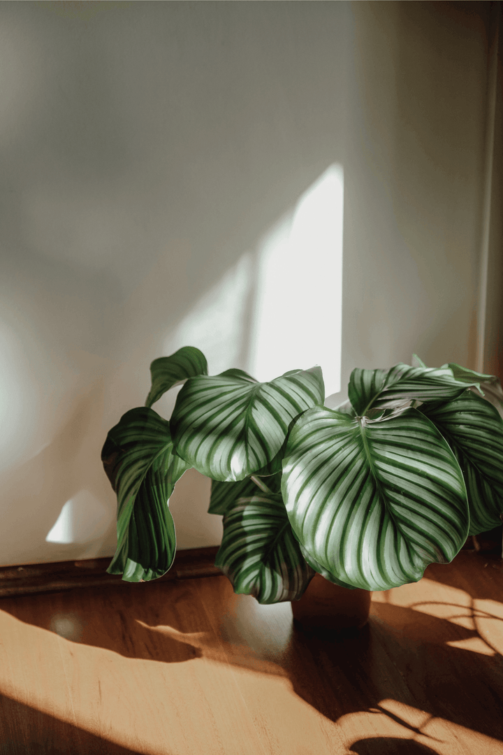 Calathea Orbifolia dans une piece liminaire de Rouge pivoine Fleuriste Caen