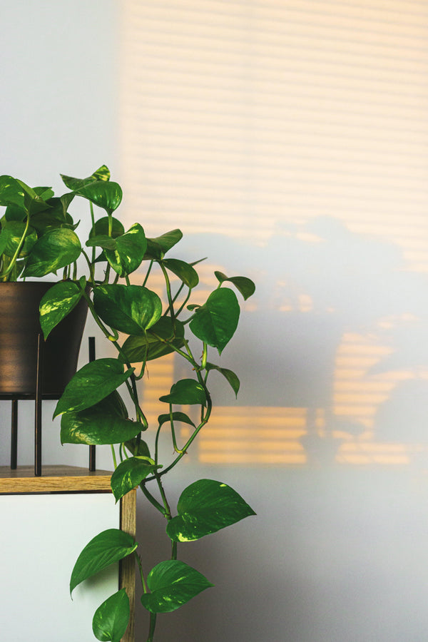 Epipremnum aureum "Pothos Lierre du diable" en photo stylisée - Rouge pivoine Fleuriste Caen