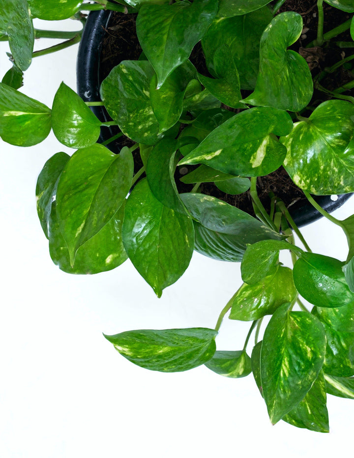Epipremnum aureum "Pothos Lierre du diable" en photo rapprochée vue du dessus - Rouge pivoine Fleuriste Caen