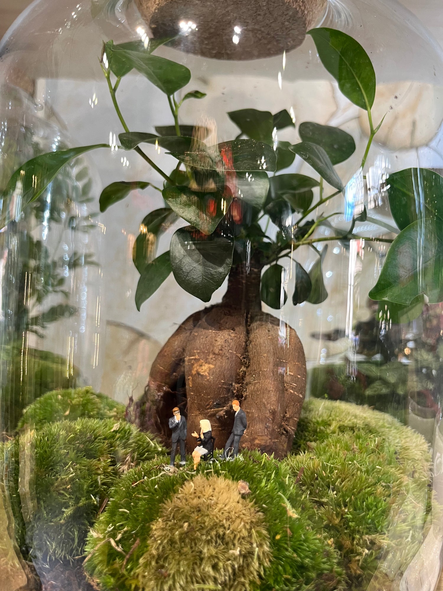 "Fôret-Capsule" Terrarium Bonsaï Verdoyant Large de chez Rouge Pivoine Fleuriste Caen