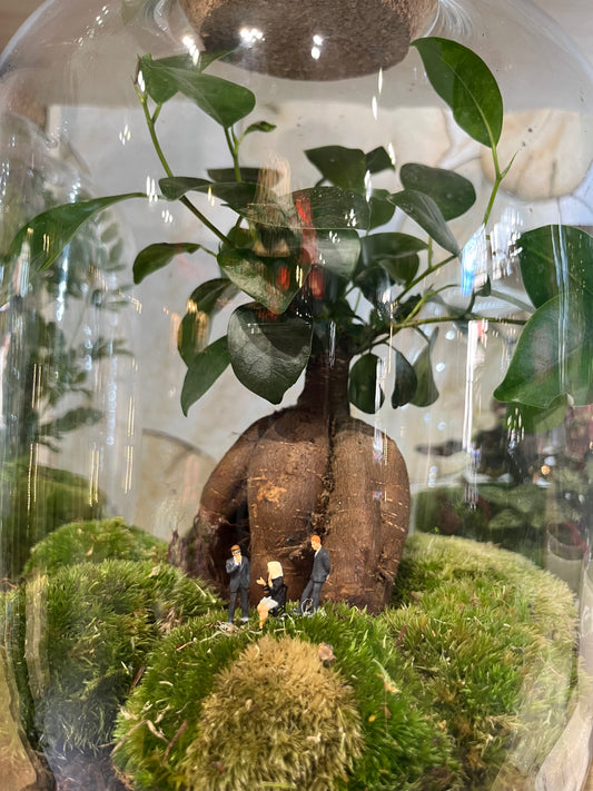 "Fôret-Capsule" Terrarium Bonsaï Verdoyant Large de chez Rouge Pivoine Fleuriste Caen
