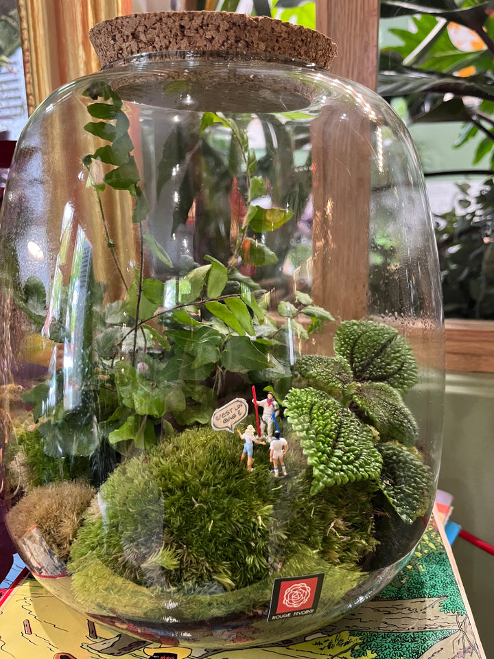 "Forêt Enchantée" Terrarium Verdoyant Large avec Bouchon de Liège par Rouge Pivoine Fleuriste Caen