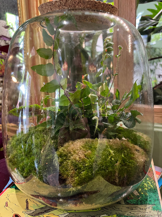 "Forêt Enchantée" Terrarium Verdoyant Large avec Bouchon en Liège  de Rouge Pivoine 
