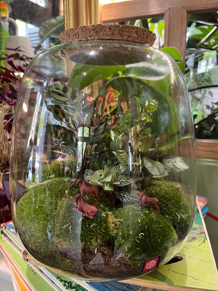 "Jungle normande" Terrarium Verdoyant Moyen avec plusieurs plantes et musse par Rouge Pivoine Fleuriste Caen