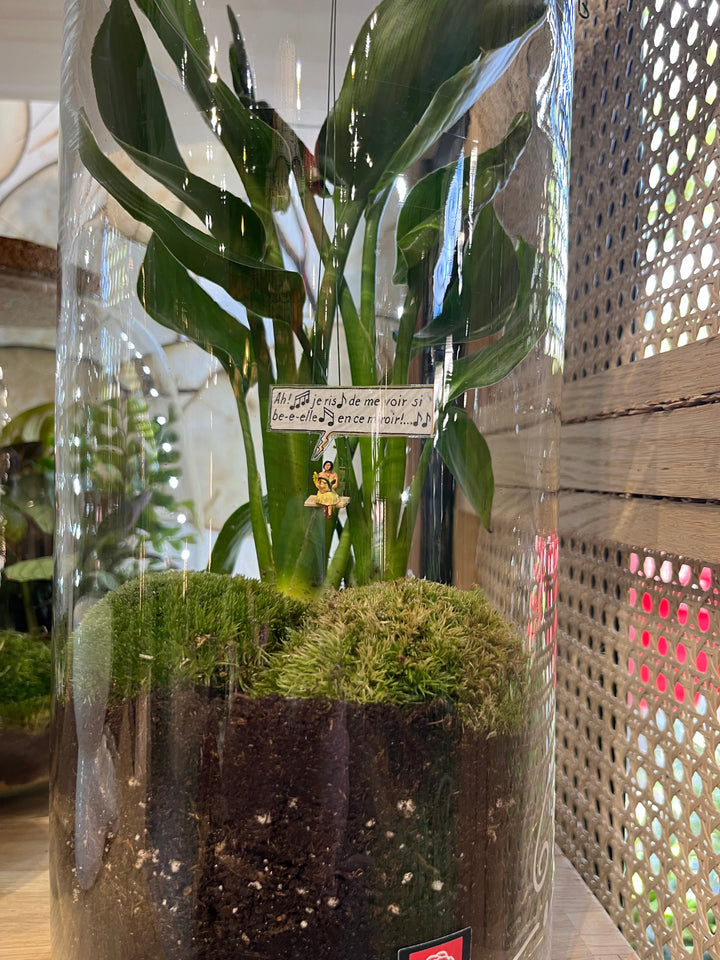 Terrarium micro-jardin avec Spathiphyllum en close up par Rouge Pivoine Fleuriste Caen