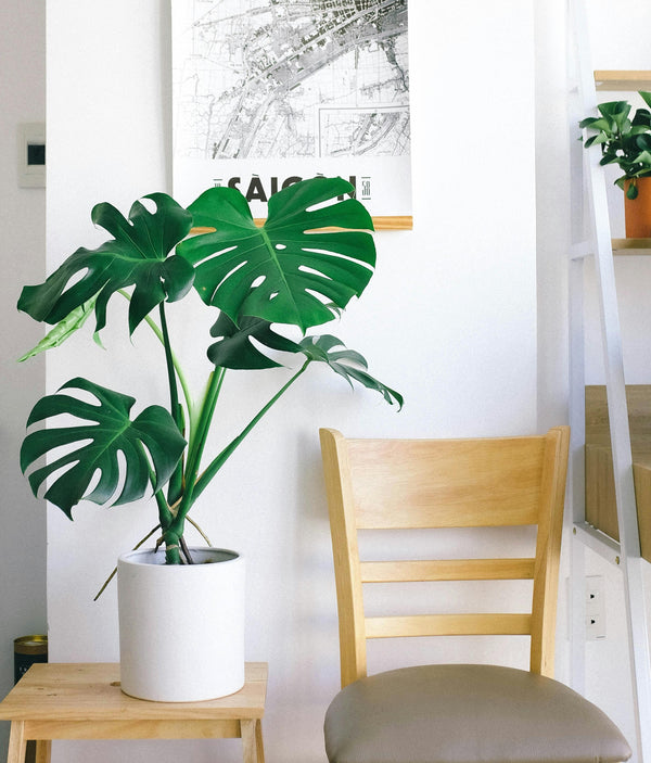 Monstera Deliciosa Pertus en pot blanc par Rouge Pivoine Fleuriste Caen