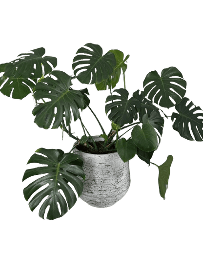 Monstera Deliciosa Pertus en fond transparent de Rouge Pivoine Fleuriste Caen