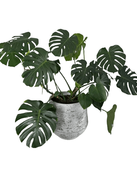 Monstera Deliciosa Pertus en fond transparent de Rouge Pivoine Fleuriste Caen