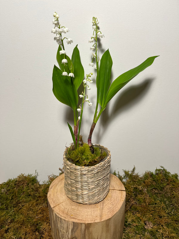 Panier de Muguet des Bois