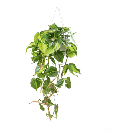 Philodendron Scandens Brasil pot blanc - Rouge pivoine Fleuriste Caen
