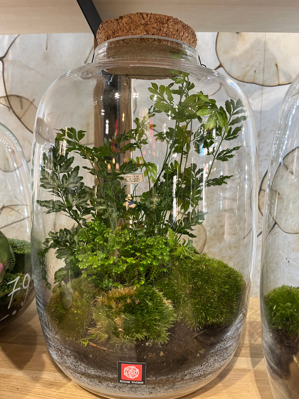 "Suisse Normande" Terrarium Verdoyant Large avec bouchon de liège, photo format portrait, vue large par Rouge Pivoine Fleuriste Caen