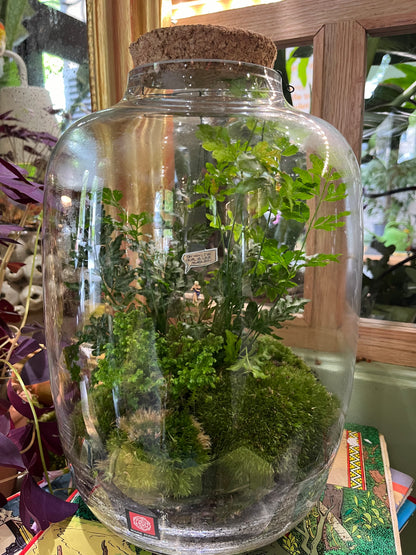 "Suisse Normande" Terrarium Verdoyant Large par Rouge Pivoine, Fleuriste à Caen