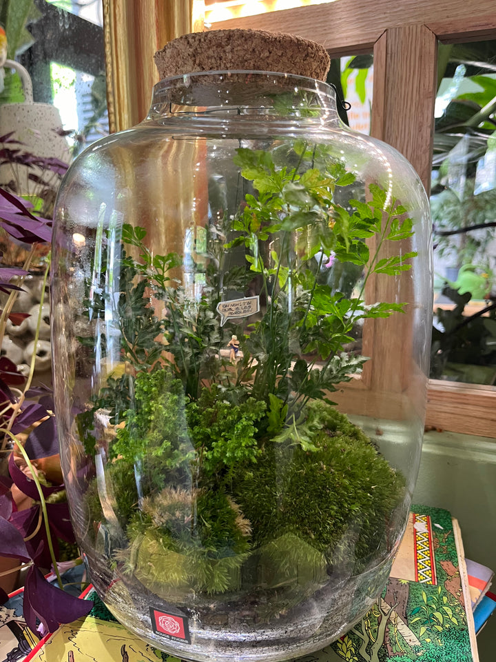 "Suisse Normande" Terrarium Verdoyant Large par Rouge Pivoine, Fleuriste à Caen