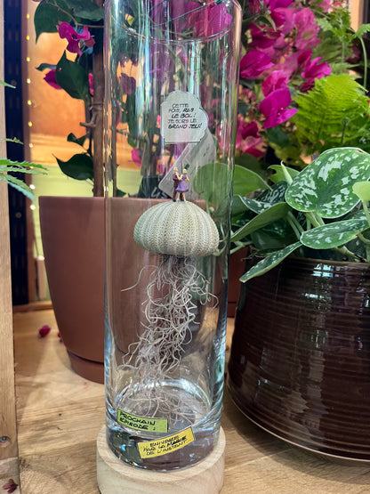Autre version du Terrarium sec Medusa par Rouge pivoine Fleuriste Caen
