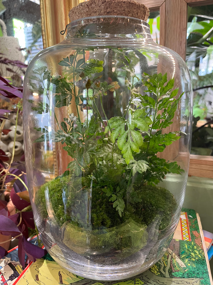 "Suisse Normande" Terrarium Fougères avec bouchon de liège de Rouge Pivoine Fleuriste Céans