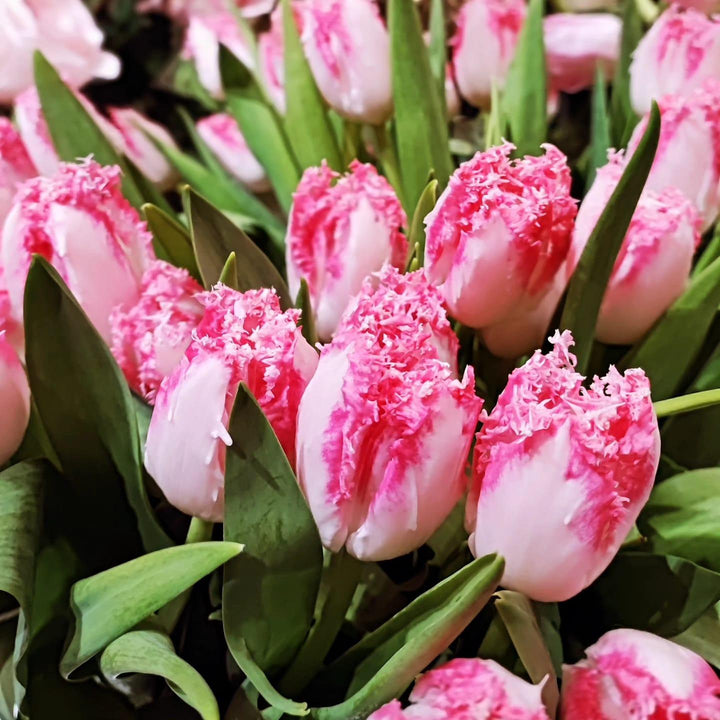 Bouquets de tulipes - Rouge pivoine Fleuriste Caen