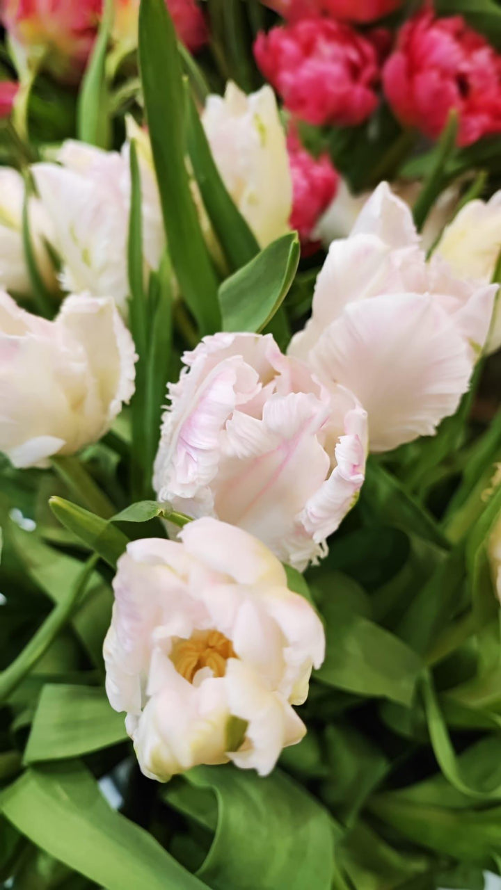 Bouquets de tulipes - Rouge pivoine Fleuriste Caen