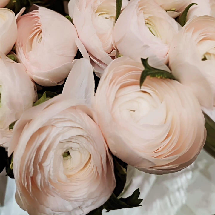 Bouquets de Renoncules - Rouge pivoine Fleuriste Caen
