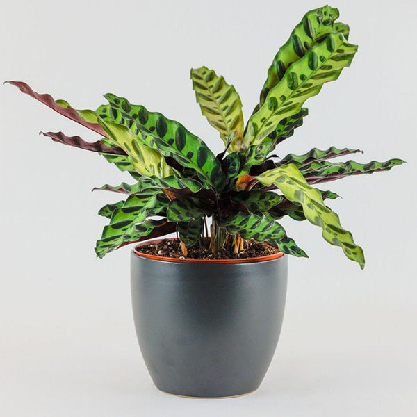 Calathea Lancifolia - Rouge pivoine Fleuriste Caen