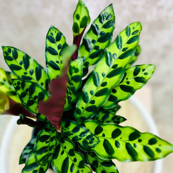 Calathea Lancifolia de Rouge Pivoine Fleuriste Caen
