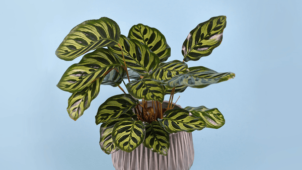 Calathea Makoyana - Rouge pivoine Fleuriste Caen