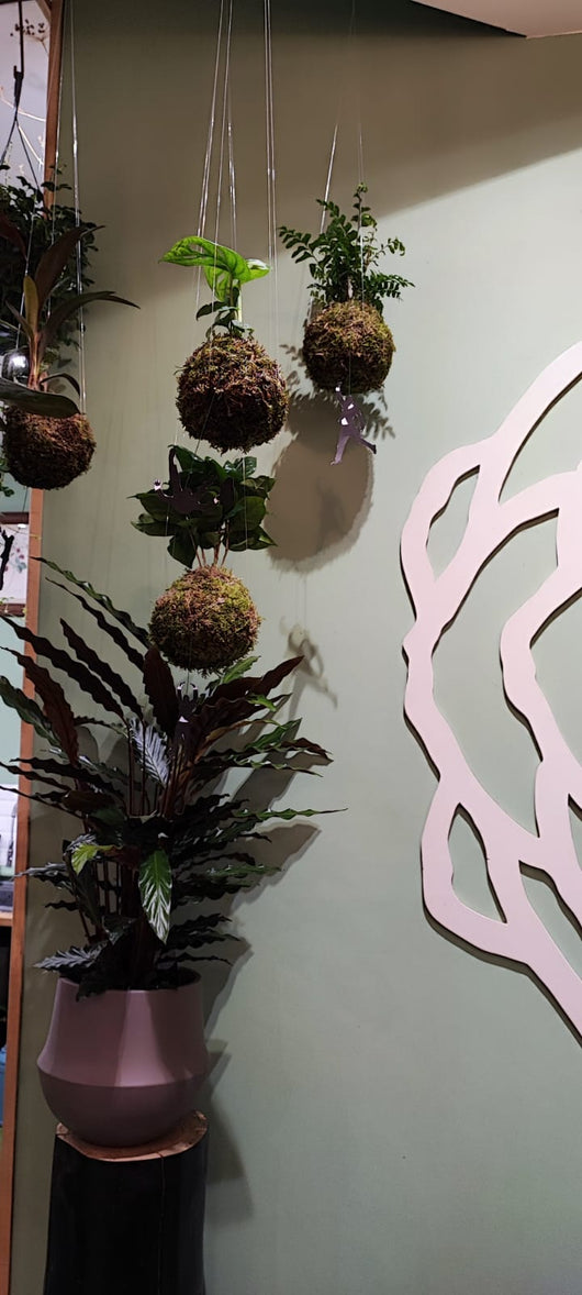 exemple de kokedamas réalisés lors des ateliers du Samedi chez Rouge Pivoine