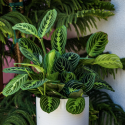 Maranta Lemon & Lime proposé par Rouge Pivoine 