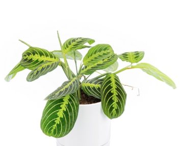 Maranta Lemon & Lime de Rouge Pivoine, fleuriste à Ceans 