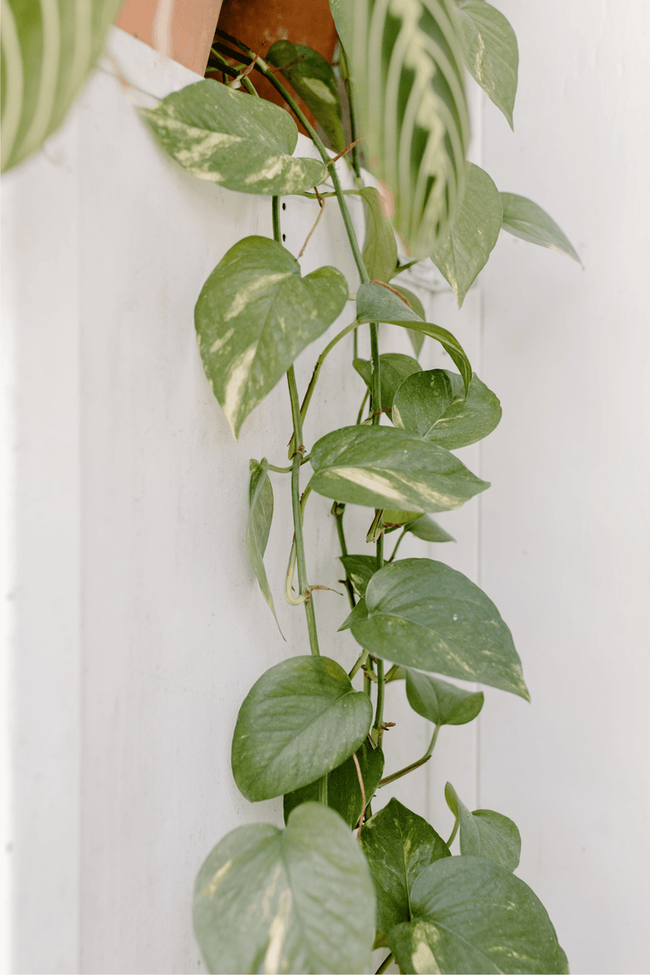 Epipremnum aureum "Pothos Lierre du diable" en cascade - Rouge pivoine Fleuriste Caen