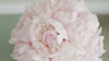 Vidéo d'une pivoine blanche s'ouvrant lentement