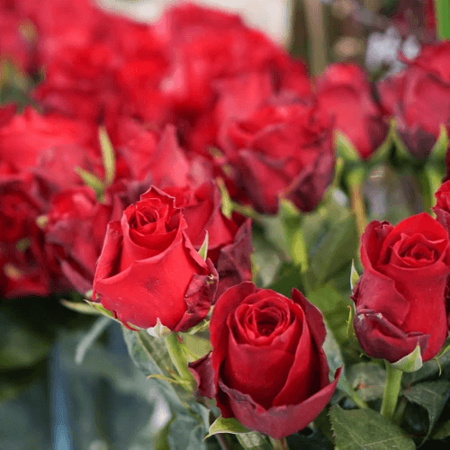 photo close-up de Roses rouge par Rouge Pivoine Fleuriste spécialiste Mariage