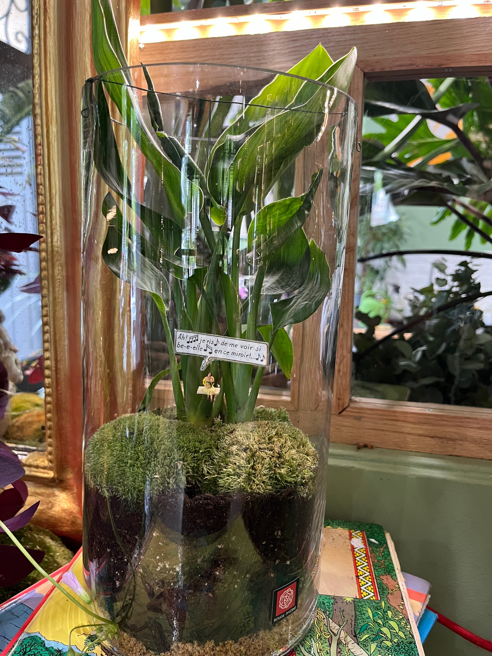 Terrarium micro-jardin avec Spathiphyllum en vue large par Rouge Pivoine Fleuriste Caen